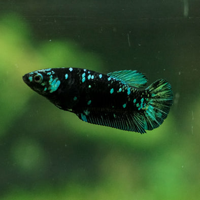 Black Galaxy Koi Plakat (Avatar) - Female- 13 Weeks Old