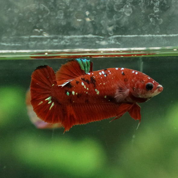 Multicolor/ Galaxy Koi Plakat- Female- 13 Weeks Old