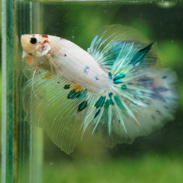 Galaxy/Candy Koi Halfmoon - 14 weeks old