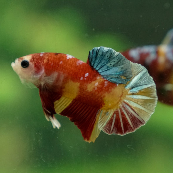 Multicolor/Galaxy Koi Plakat -13 weeks Old