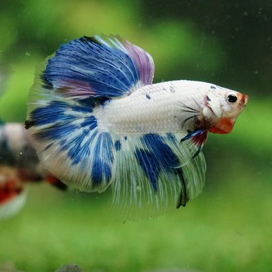 Galaxy/Candy Koi Halfmoon - 14 weeks old