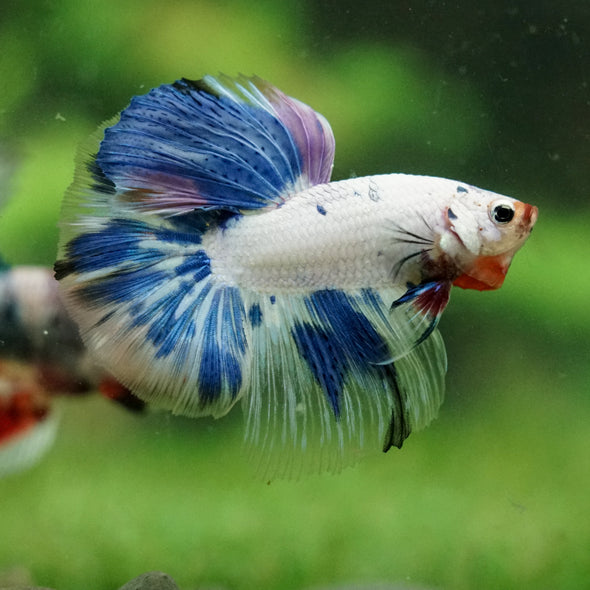 Galaxy/Candy Koi Halfmoon - 14 weeks old