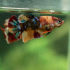 Multicolor/ Galaxy Koi Plakat - Female- 13 Weeks Old