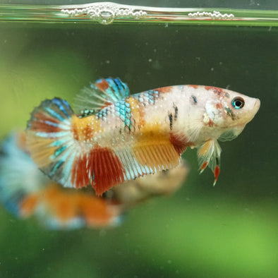 Multicolor/ Galaxy Koi Plakat- Female- 13 Weeks Old