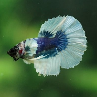 Dumbo Halfmoon - 11 weeks old