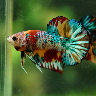 Multicolor/Galaxy Koi Plakat -16 weeks Old