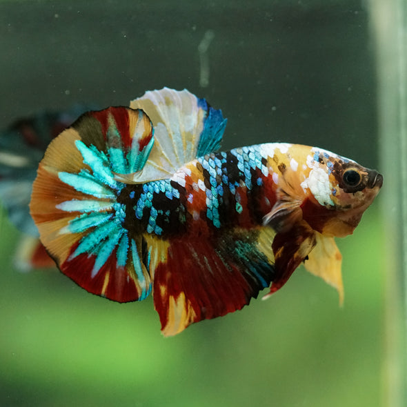 Multicolor/Galaxy Koi Plakat -16 weeks Old