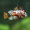 Multicolor/ Galaxy Koi Plakat- Female- 13 Weeks Old