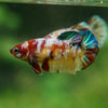 Multicolor/ Galaxy Koi Plakat - Female- 13 Weeks Old