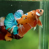 Multicolor/Galaxy Koi Plakat -16 weeks Old