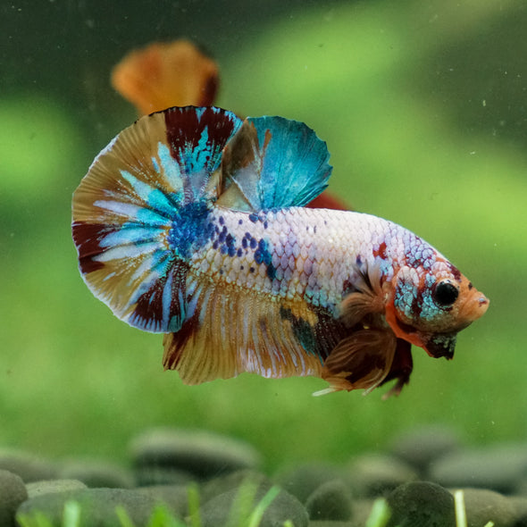 Multicolor/Galaxy Koi Plakat -13 weeks Old