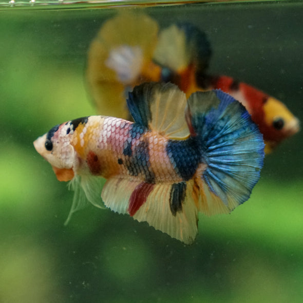 Multicolor/Galaxy Koi Plakat -13 weeks Old