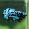 Black Koi Galaxy Plakat (Avatar) -10 weeks Old