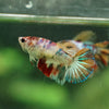 Multicolor/ Galaxy Koi Halfmoon- Female- 13 Weeks Old