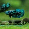 Black Galaxy Koi Plakat (Avatar) - Female- 13 Weeks Old