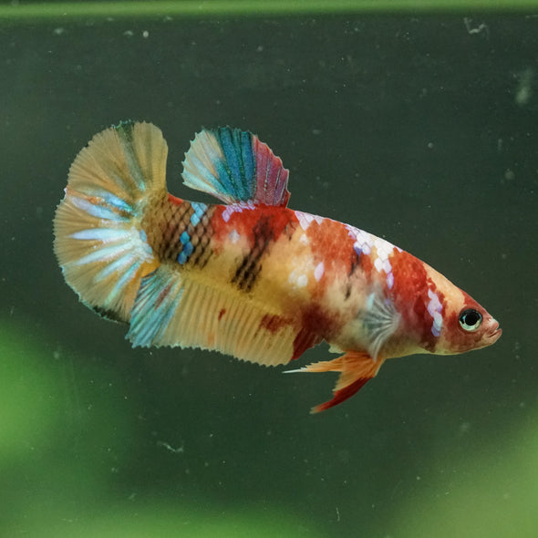 Multicolor/ Galaxy Koi Plakat- Female- 13 Weeks Old