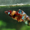 Multicolor/ Galaxy Koi Plakat- Female- 13 Weeks Old