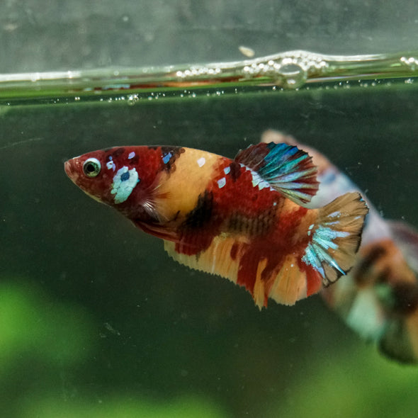 Multicolor/ Galaxy Koi Plakat- Female- 13 Weeks Old