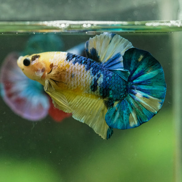 Multicolor/Galaxy Koi Plakat -16 weeks Old