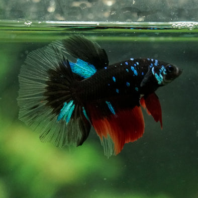 Black Base Galaxy Koi Halfmoon (Avatar) - 14 weeks old