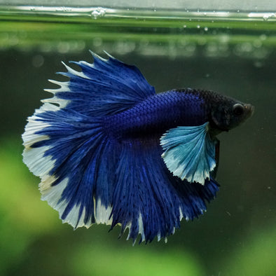 Dumbo Halfmoon - 12 weeks old