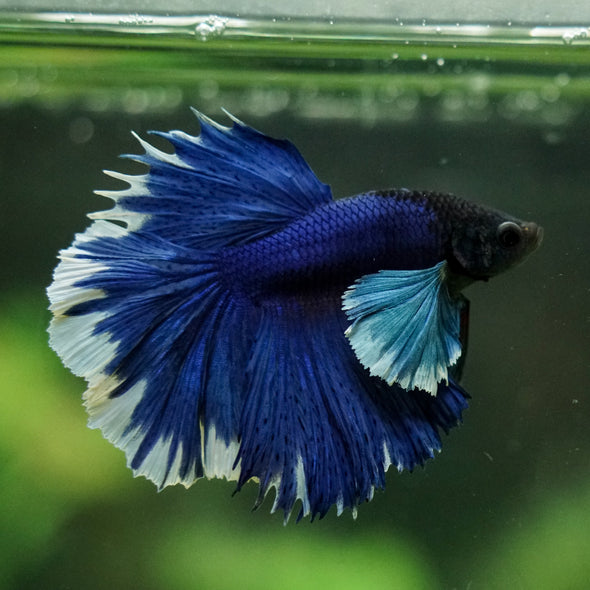 Dumbo Halfmoon - 12 weeks old