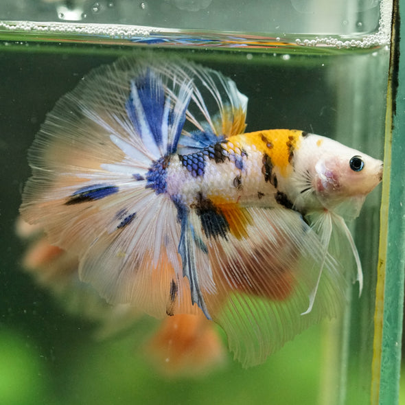 Galaxy/Candy Koi Halfmoon - 14 weeks old