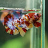 Multicolor/Galaxy Koi Plakat -16 weeks Old