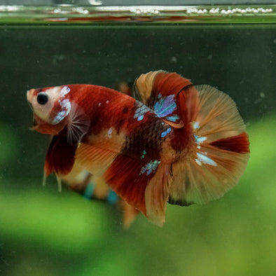 Multicolor/Galaxy Koi Plakat -16 weeks Old