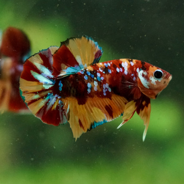 Multicolor/Galaxy Koi Plakat -16 weeks Old