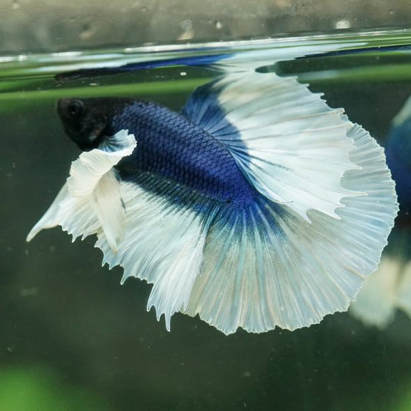 Dumbo Halfmoon - 12 weeks old