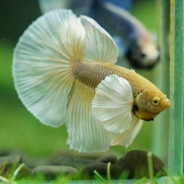 Dumbo Halfmoon - 11 weeks old