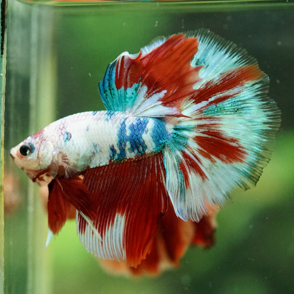 Galaxy/Candy Koi Halfmoon - 14 weeks old