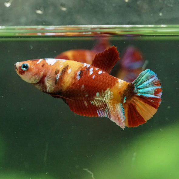 Multicolor/ Galaxy Koi Plakat- Female- 13 Weeks Old