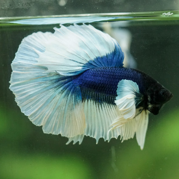 Dumbo Halfmoon - 12 weeks old