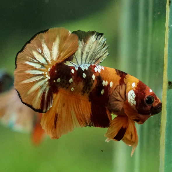 Multicolor/Galaxy Koi Plakat -13 weeks Old