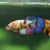 Multicolor/ Galaxy Koi Plakat- Female- 13 Weeks Old