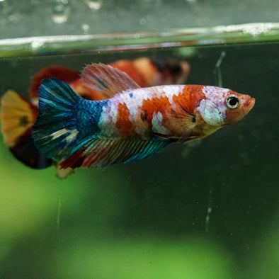 Multicolor/ Galaxy Koi Plakat- Female- 13 Weeks Old