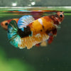Multicolor/ Galaxy Koi Plakat- Female- 13 Weeks Old
