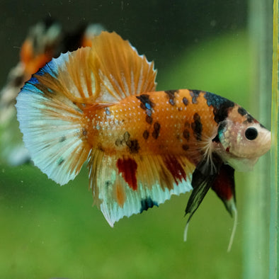 Multicolor/Galaxy Koi Plakat -16 weeks Old