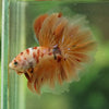 Galaxy/Candy Koi Halfmoon - 14 weeks old