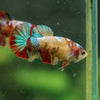 Multicolor/ Galaxy Koi Plakat- Female- 13 Weeks Old