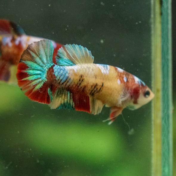 Multicolor/ Galaxy Koi Plakat- Female- 13 Weeks Old
