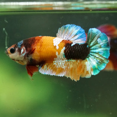 Multicolor/ Galaxy Koi Plakat- Female- 13 Weeks Old