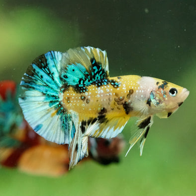 Multicolor/Galaxy Koi Plakat -16 weeks Old