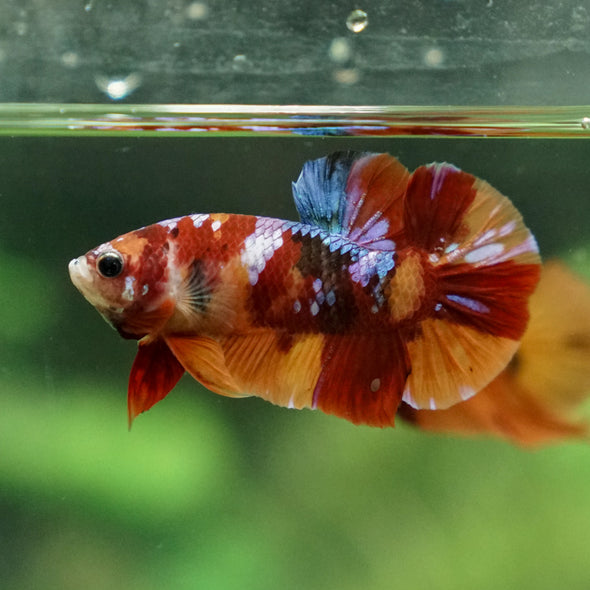 Multicolor/Galaxy Koi Plakat -13 weeks Old