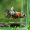 Multicolor/ Galaxy Koi Plakat - Female- 13 Weeks Old