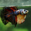 Galaxy/Candy Koi Halfmoon - 14 weeks old