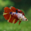 Multicolor/ Galaxy Koi Halfmoon- Female- 13 Weeks Old