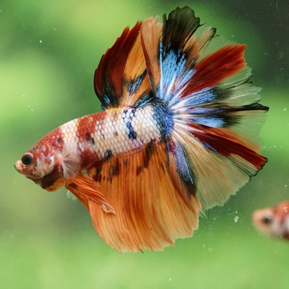 Galaxy/Candy Koi Halfmoon - 14 weeks old